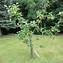 Image result for Summer Apple Tree