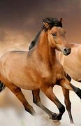 Image result for Horse HD Android Wallpaper