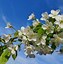 Image result for Prunus avium Bigarreau Coeur de Pigeon