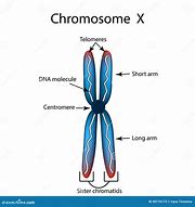 Image result for chromosom_4