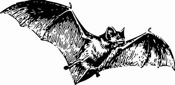 Image result for Brushie Bat