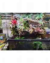 Image result for Zoo Med 18X18x36 Tank