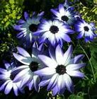 Image result for Dark Blue Flowers