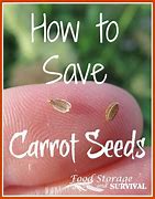 Image result for Carrot Growing Process