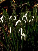 Galanthus Wolfgang Kletzing-साठीचा प्रतिमा निकाल