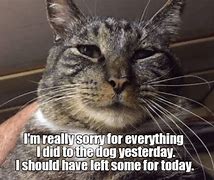 Image result for Sorry Lolcat