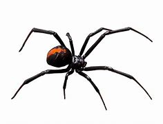 Image result for Redback Spider