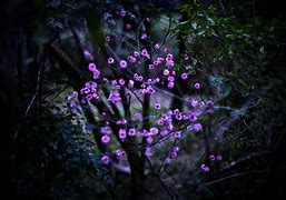 Image result for Purple Petal Night Flower