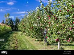 Image result for Fall Apple's in a Row