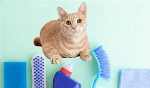 Image result for Cat Drinking Bleach
