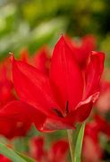 Image result for Tulipa Fusilier