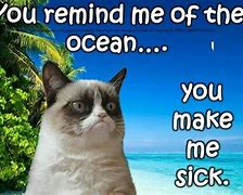 Image result for Grumpy Cat Sunday