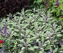 Image result for Salvia officinalis Purpurascens