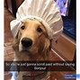 Image result for Dog Cleaning Meme