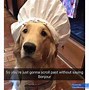 Image result for Funny Dog Memes for Kids Clean