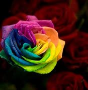 Image result for Rainbow Colored Flowers