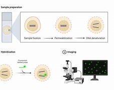 Image result for In Situ Hybridization