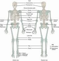 Image result for Full Size Printable Skeleton