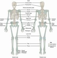 Image result for Skeleton Chart Labeled