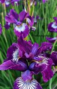 Image result for Iris sibirica Demure Illini
