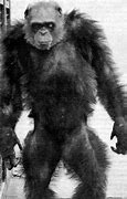 Image result for 6 Foot Tall Chimpanzee