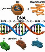 Image result for What Are Genes