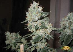 Image result for Marijuana OG Kush Plant