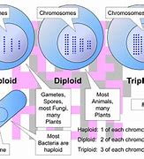 Image result for Ploidy