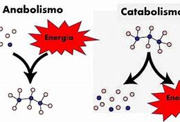 Image result for anabolismo