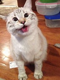 Image result for Very Happy Cat