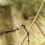 Image result for Barb Wire Background