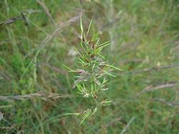 Bilderesultat for poa_bulbosa