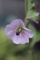 Image result for Anisodontea capensis