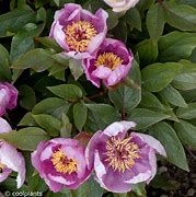 Image result for Paeonia cambessedesii
