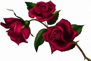 Image result for Gothic Rose PNG