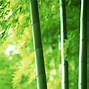 Image result for Green Bamboo Mat Wallpaper