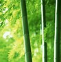 Image result for Bamboo HD Images