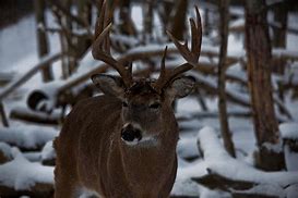 Image result for Buck Deer Antlers