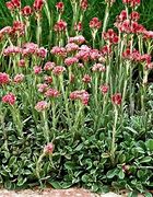 Image result for Antennaria dioica Minima