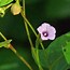 Image result for Morning Glory Ipomoea Triloba