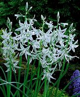 Image result for Ornithogalum nutans