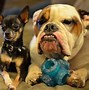 Image result for Species of Big Dogs