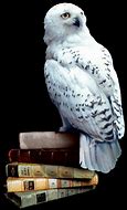 Image result for hedwig