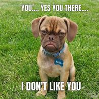 Image result for Mildly Annoyed Puppy Meme