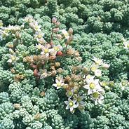 Image result for Sedum dasyphyllum