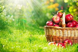Image result for Shining Apple Fruit