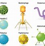 Image result for Common Human Viruses