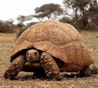 Image result for Geochelone pardalis