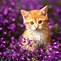 Image result for Amazing Galaxy Cat Wallpaper