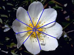 Image result for Radial Flower